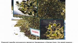 ПАДУБ Виды и сорта падуба