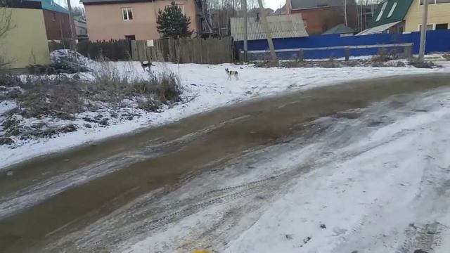 Обзор на ультразвуковой отпугиватель собак / Review On Ultrasonic Dog Repeller