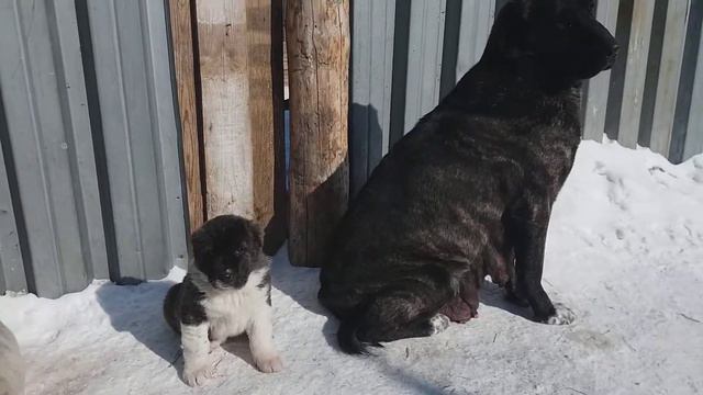 ПРОДАЮТСЯ!!!)))89025150901 Татьяна)))г. Иркутск смотреть онлайн