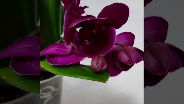 лёгкая музыка на фоне нежных цветочков. смотреть онлайн