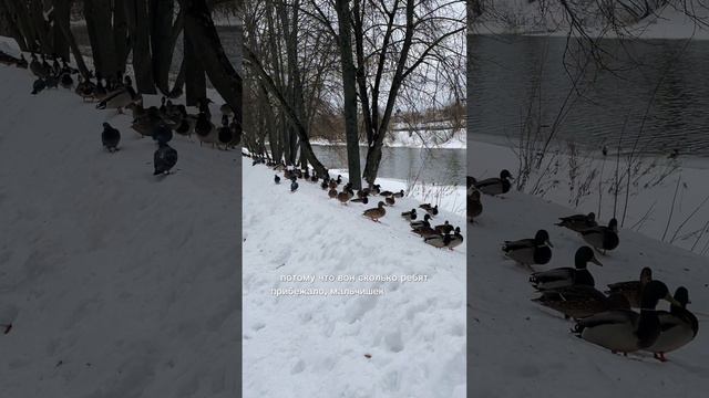 Новое кафе в Иваново «Сытый снегирь». Кормим уток на набережной реки Уводь.