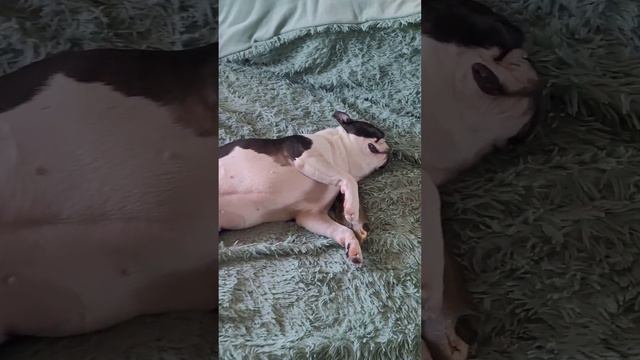 Бостон терьер. Челобака..Моя Бонечка смотреть онлайн