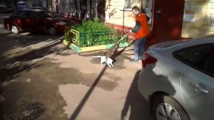 Московская кошка играет с метлой дворника, не дает подметать :))))