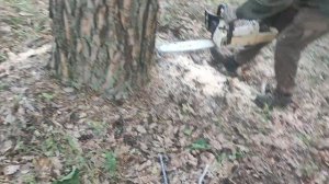 Валка Сосны винтовым клином дерево на 60 см с повисший Берёзой удачная работа