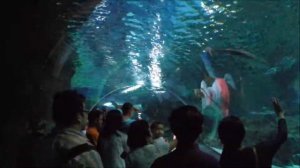 # 1 - Поплаваем с акулами? Океанариум в Бангкоке. Тайланд. Бангкок. Аквариум в Бангкоке.