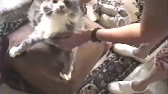 Коты издают стремные звуки