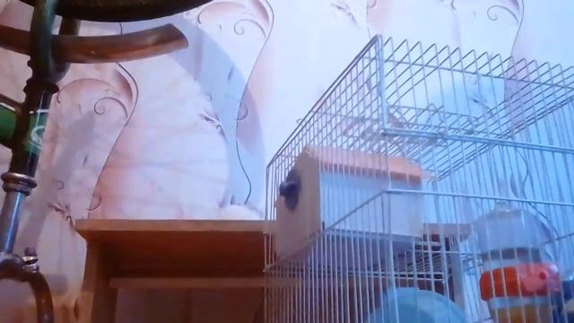 Как нужно ухаживать за хомяком