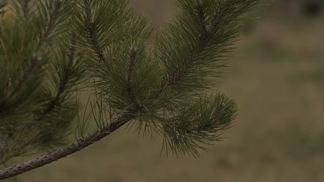 Panasonic S1 + Юпитер 37а F3.5 (ProRes 422 10bit) смотреть онлайн