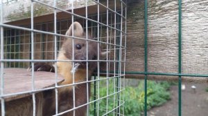 Говорящая Куница.