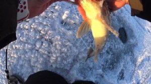 Снова Первый лёд. Рыбалка на судака и берша в Саратове.Ловля судака на Волге. Рыбалка 2022-2023