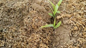 Всходы кукурузы по покровной Вике 09.05.19