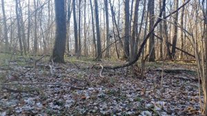 Завершаю сезон копа с металлоискателем в Подмосковном лесу