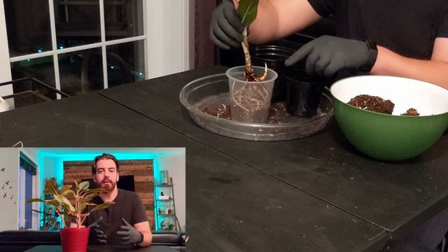 Indoor Plant Care | ? | Repotting Aglaonema "King of Siam" (Chinese Evergreen)