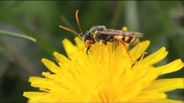 пчелка на цветке смотреть онлайн