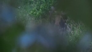 Подманивание лося 25 июня 2018 года