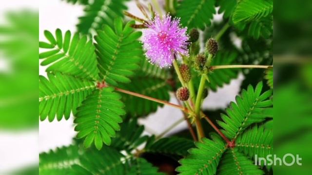 Мимоза- недотрога. Рассказ