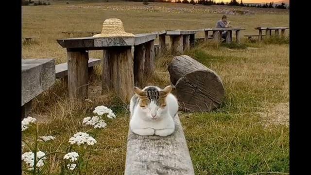 V.Bulgarelli.Отговорила роща золотая Autumn song..Folk song. смотреть онлайн