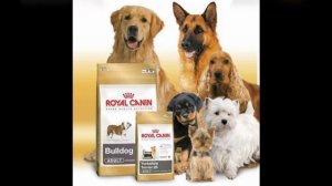 нормы сухого корма для собак