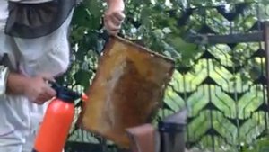 Лечение пчёл нистатином