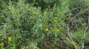 Тараканы, уходите. Растение  от тараканов в доме.