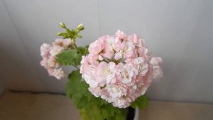 Розебудная пеларгония Sutarves Nada K.