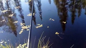 Тестирование искусственного силиконового опарыша