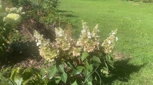 ПОЧЕМУ ГОРТЕНЗИИ НЕ КРАСНЕЮТ? 23.08.23.