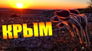 КРЫМСКИЙ ПЕРВОЦВЕТ - СОН ТРАВА
