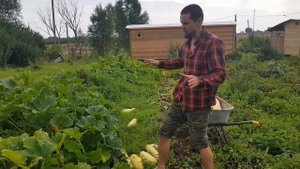Большой урожай кабачков у нас в этом году. Мульча рулит!