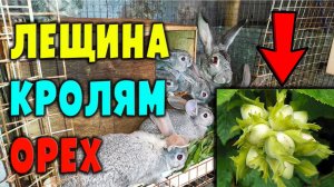 Лещина (лесной орех) для кроликов / Кормление ушастиков