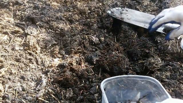 КАК НАКОПАТЬ ЧЕРВЕЙ НАВОЗНЫХ ДЛЯ РЫБАЛКИ смотреть онлайн