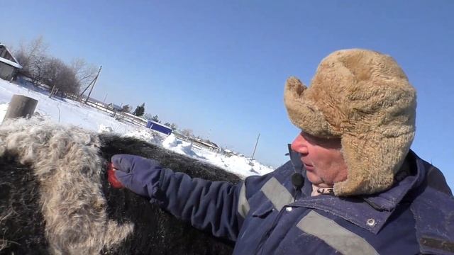 Сколько времени до весны доживут ли быки на улице до тепла ? смотреть онлайн