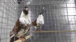 Голуби штрассеры