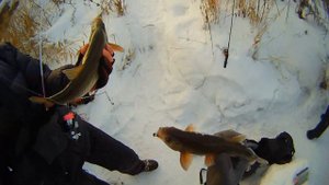 Мормышинг и наноджиг зимой в реке Исеть у "жёлтого моста" в Большом Истоке