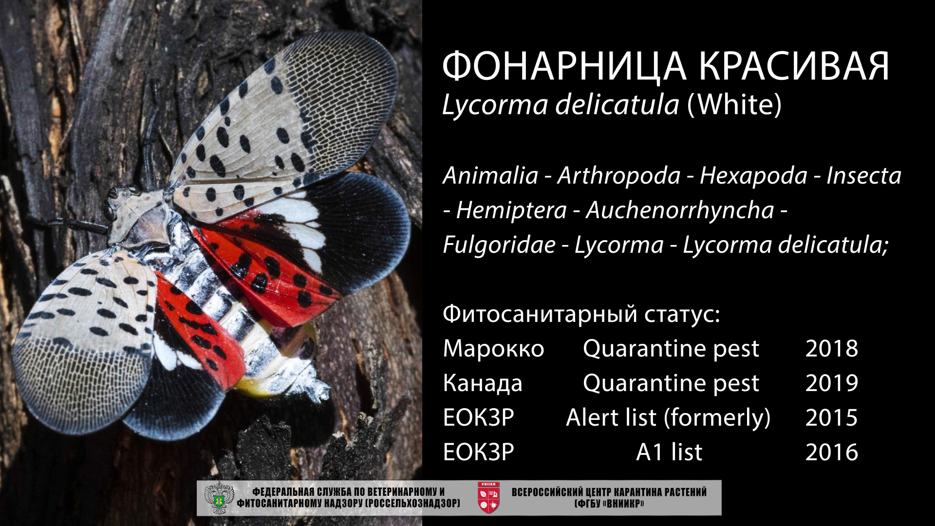 Фонарница красивая (Lycorma delicatula)