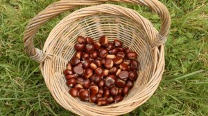 Чем Полезны Жареные Каштаны для Организма Женщины и Мужчины? Польза для Детей?!?