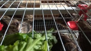 Перепелки Фараон. Начало,  новое семейное увлечение разведение перепелок.