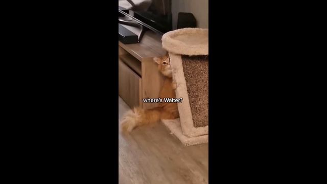 📹  Самые новые смешные животные 2023😂 Смешные коты и собаки - Animal Club
