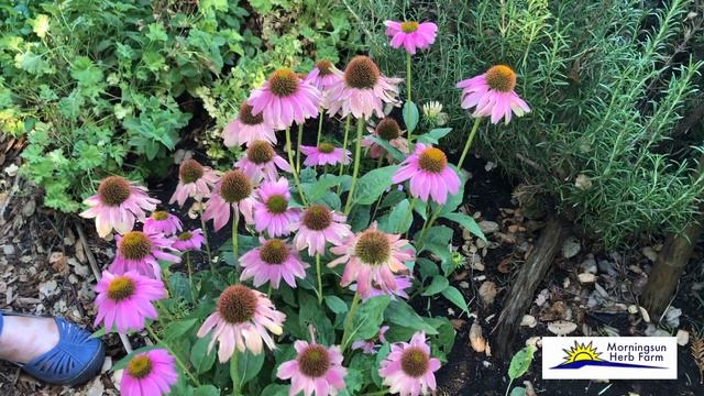 8/8 Herbal Tea Garden - Morningsun Herb Farm's 8-video series "ALL ABOUT HERBS" with Rose Loveall смотреть онлайн