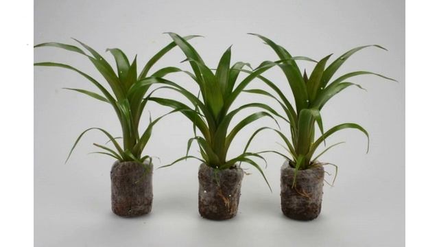 Таблетка кокосовая в сетке Jiffy-7С (Jiffy Products), 38мм (после набухания) обзор Jiffy-8 смотреть онлайн