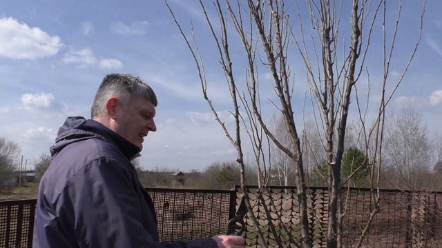 Весенняя Обрезка Груши и Сливы.👍Часть 2 смотреть онлайн