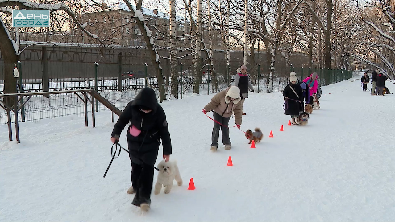 Кинологические занятия