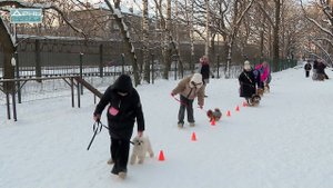 Кинологические занятия