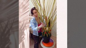 Плетёные деревья из ивы.