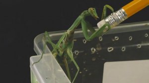 ЧТО БУДЕТ ЕСЛИ БОГОМОЛ УВИДИТ ЖИВОГО КРАБА - ВЕРСУС КРАБА (КРАБ ВАМПИР)