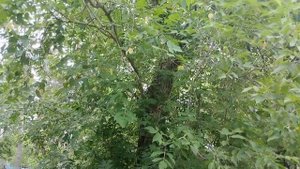 Дерево корнями опутало памятник и ограду на кладбище. Могилу нужно срочно восстанавливать.