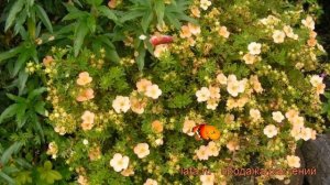 Лапчатка кустарниковая Дейдаун (daydawn) ? обзор: как сажать, саженцы лапчатки Дейдаун