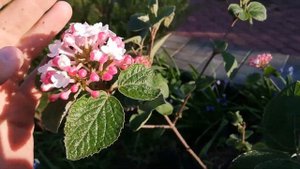 Калина Карльса (Viburnum carlesii) Aurora