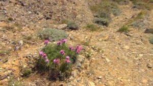 Демерджи. Солнечная поляна.