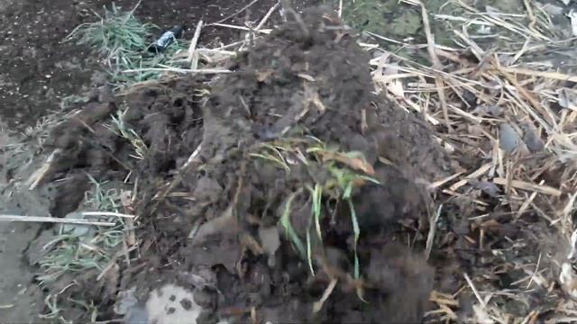 Павловния, 40 дней после высадки в грунт какие корни. смотреть онлайн